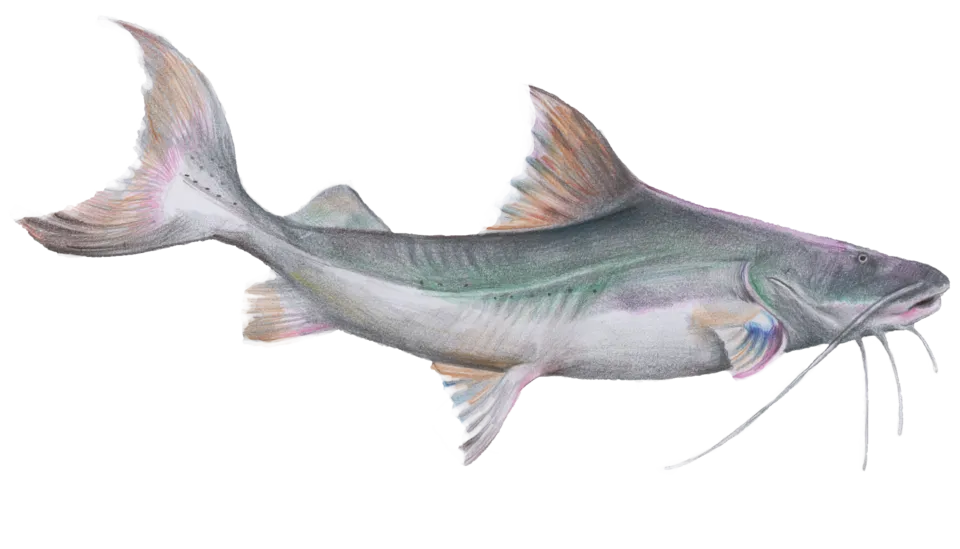 Desenho à lápis da piramutaba (Brachyplatystoma vaillant). Desenho originalmente comissionado pela ONG Rare Brazil (rare.org/program/fish-forever-in-brazil/).
