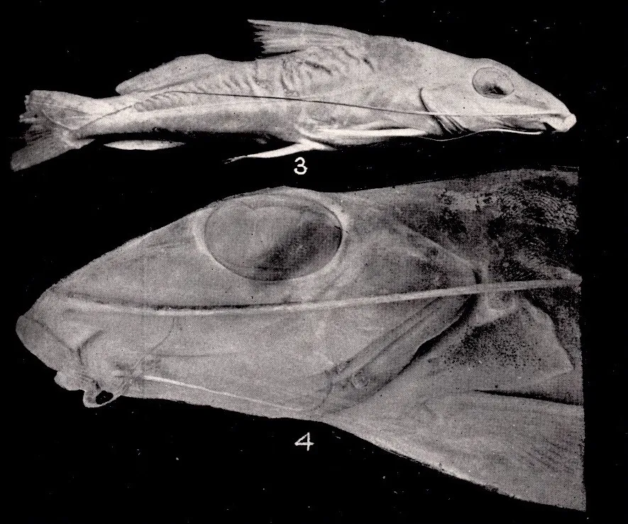Iheringichthys megalops Eigenmann and Ward Subject: Pimelodidae, Catfishes Tag: Fish