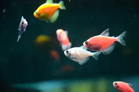 Sekelompok ikan GloFish tetra oranye kemerahan dan putih di dalam akuarium