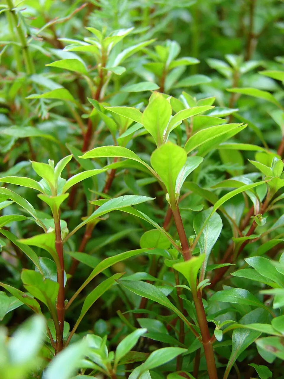Cây Ludwigia palustris, Ludwigia palustris