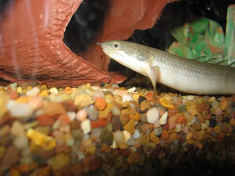 Polypterus Senegal