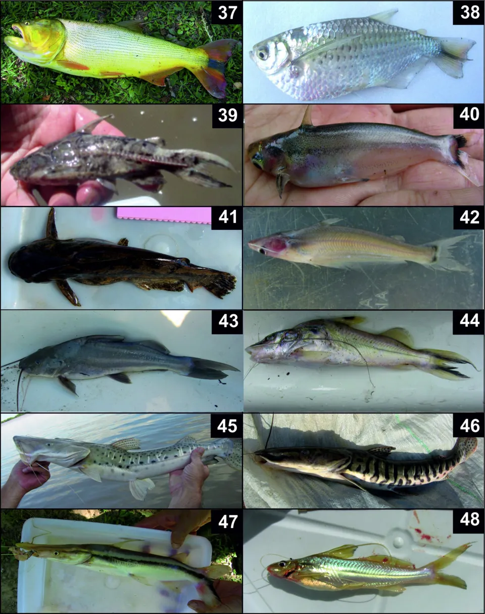 Cá da trơn mõm xẻng Pseudoplatystoma corruscans, Pseudoplatystoma corruscans