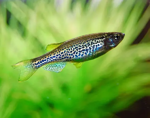 Cá ngựa vằn dạng đốm (leopard) bơi trên nền cây xanh