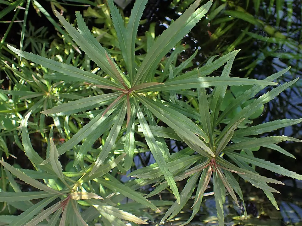 Cây Pogostemon stellatus, Pogostemon stellatus