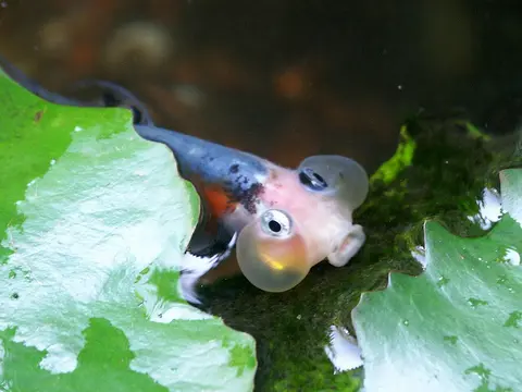 Koki Bubble Eye biru keperakan berenang di dekat daun teratai