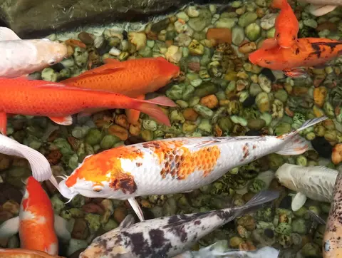 ปลาคาร์ปสีขาวส้มว่ายเหนือพื้นกรวดในบ่อ