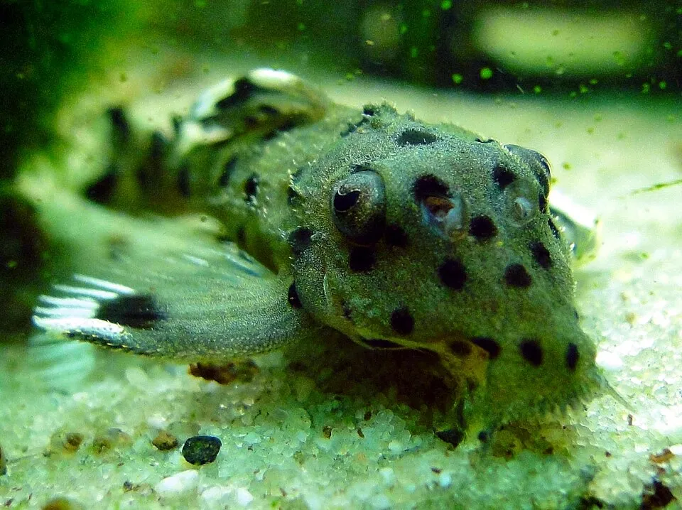 Leporacanthicus joselimai, Weißspitzen-Rüsselzahnwels, L 264