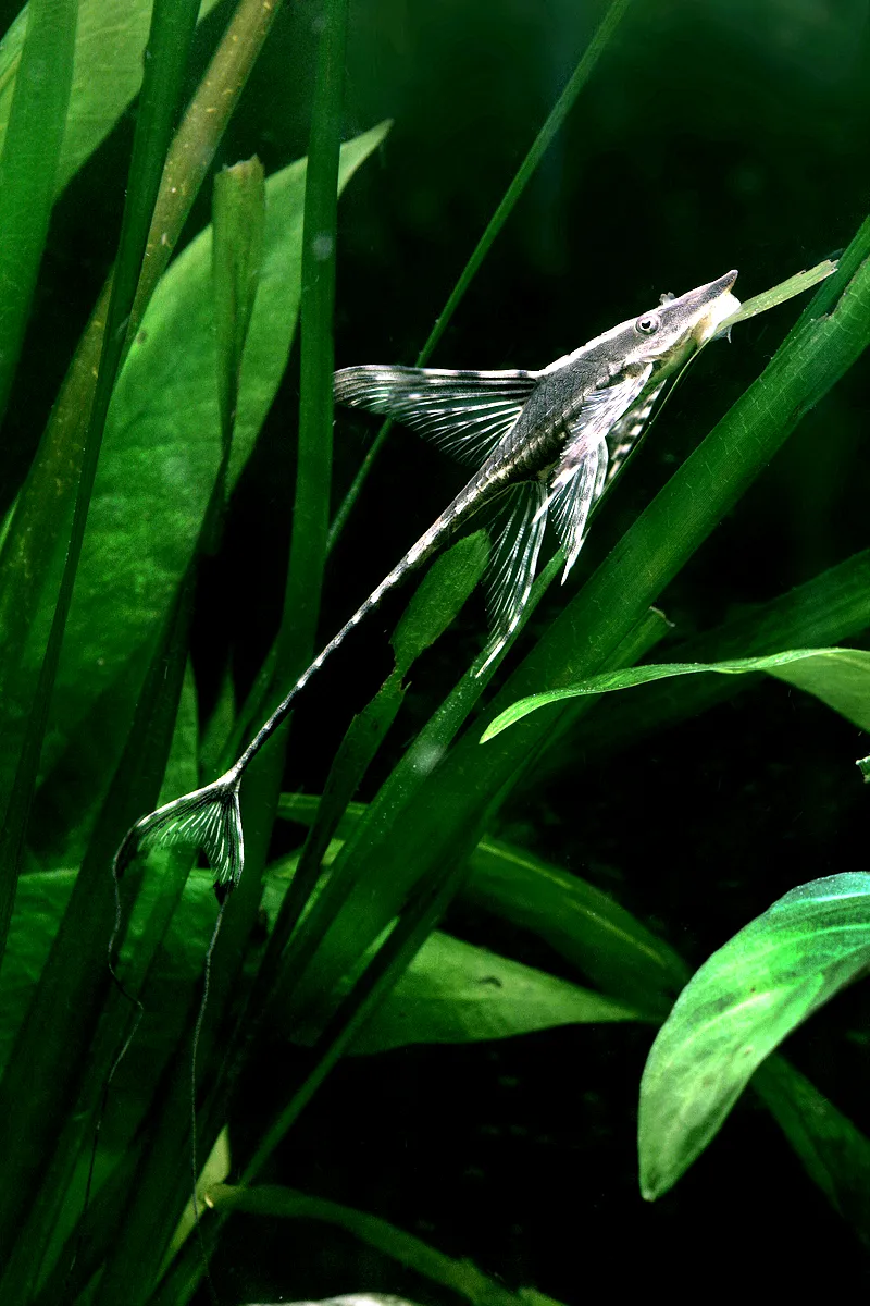Cá chổi khổng lồ, Sturisomatichthys aureum