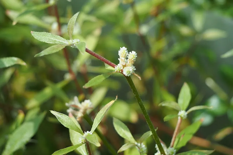 Alternanthera reineckii 'Roseifolia' cultivated in a greenhouse of the Wrocław University Botanical Garden, Wrocław, Poland.