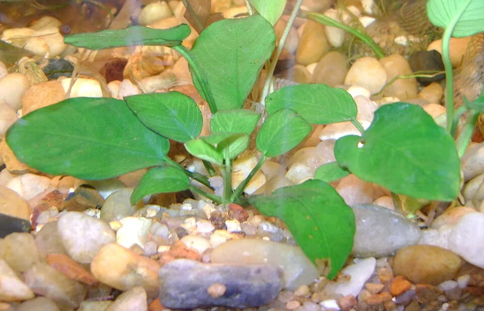 Anubias barteri, Anubias barteri