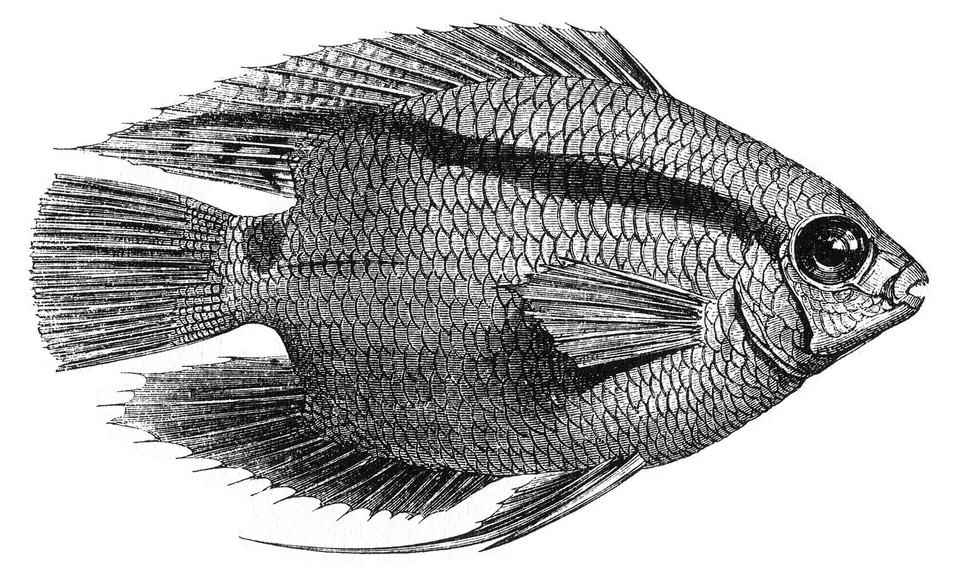 Caption: "Acará (Mesonauta insignis)."