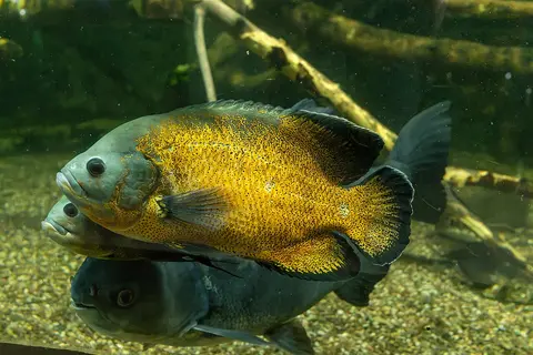 Oscar kuning oranye berenang di akuarium bersama kawanan ikan