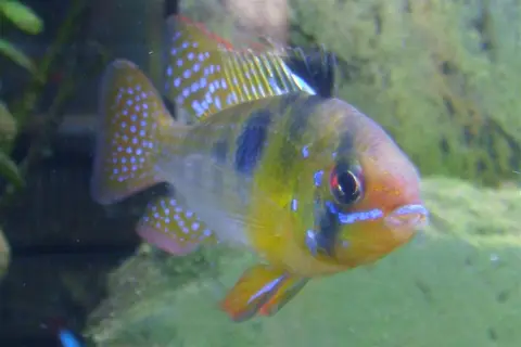 Ramirezi jantan kuning, sirip punggung tinggi, foto close-up