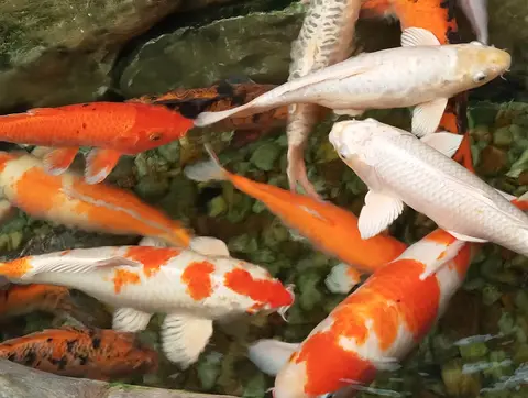 ฝูงปลาคาร์ปสีขาวและสีส้มว่ายในบ่อกรวด