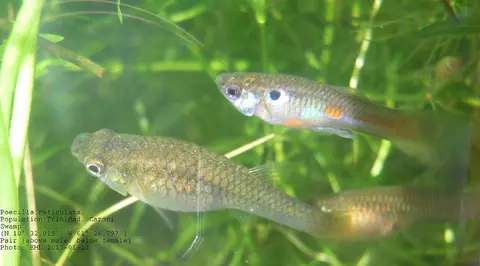 Guppy betina dan jantan berenang di antara tanaman air dalam akuarium