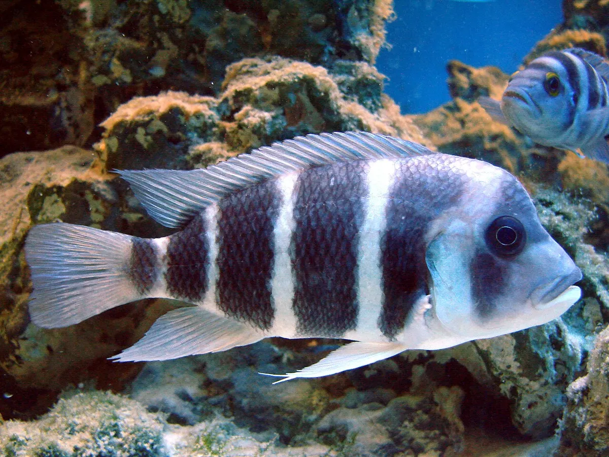 Picture taken in the zoo of Wrocław (Poland): Cyphotilapia frontosa (Boulenger, 1906)