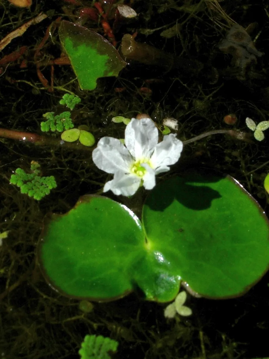 Cây thủy sinh Nymphoides hydrophylla 'Taiwan', Nymphoides hydrophylla
