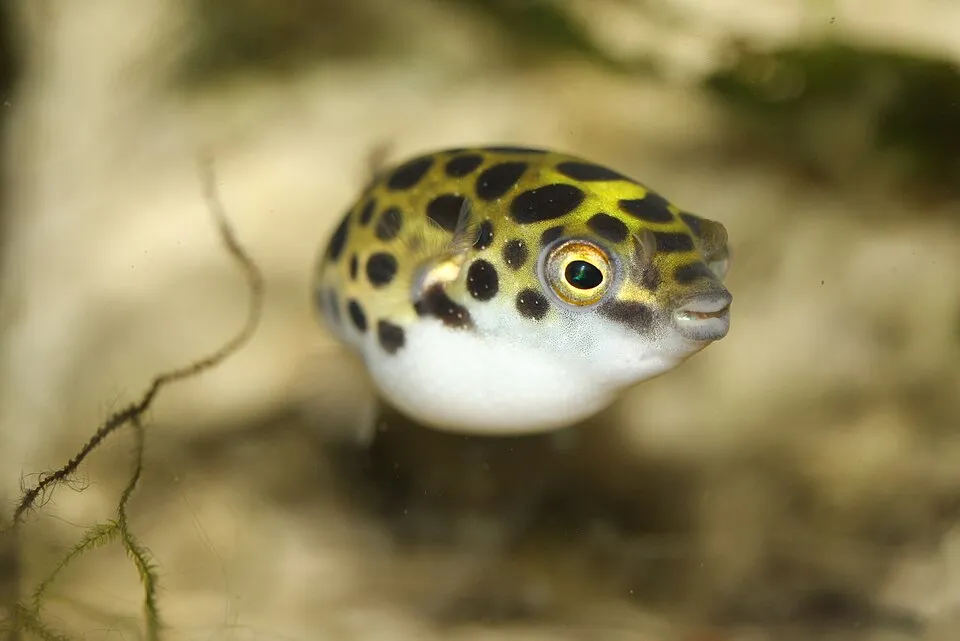 Cá nóc xanh đốm, Dichotomyctere nigroviridis