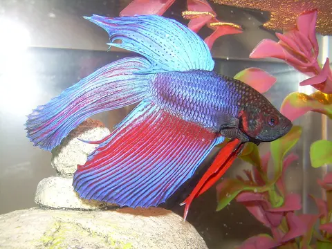 ปลากัดฮาล์ฟมูนตัวผู้ สีน้ำเงินและแดง ในตู้ไม้น้ำ