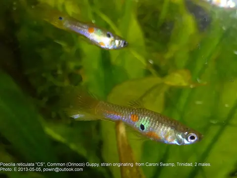 Guppy jantan liar di akuarium tanaman air yang rimbun