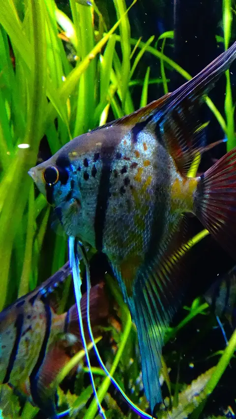 ปลาเทวดาจุดสีฟ้าเมทัลลิกหางสีชมพูในตู้ไม้น้ำ