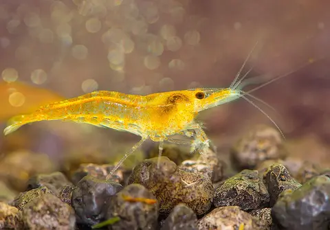 กุ้งเชอร์รี่สีเหลืองโตเต็มวัยคลานบนกรวดพื้นตู้