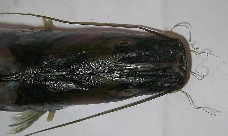 dorsal view of head of Sperata seenghala. note that the pectoral spines have been removed.