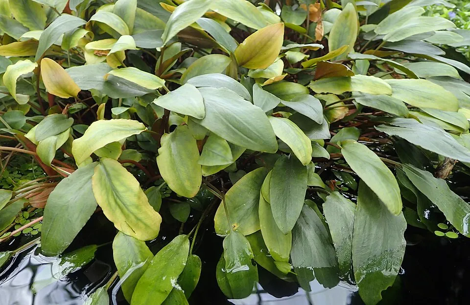 Cryptocoryne beckettii 'Petchii', Cryptocoryne beckettii