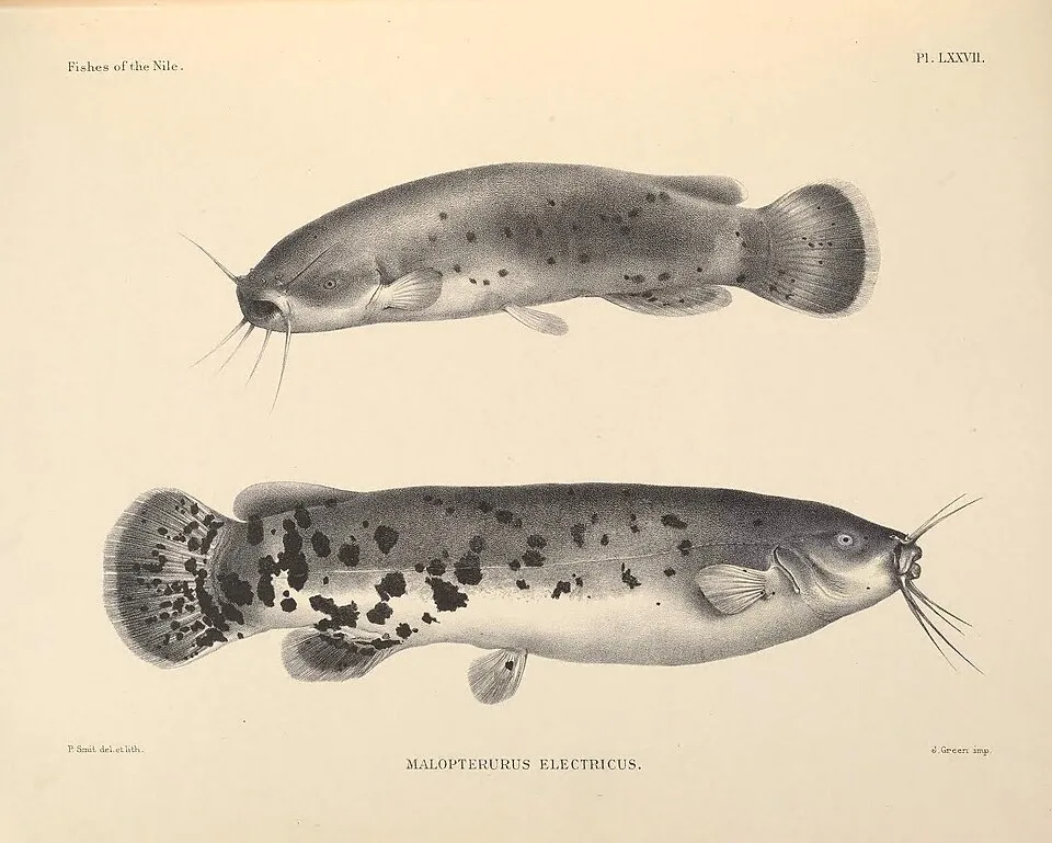 Malapterurus electricus