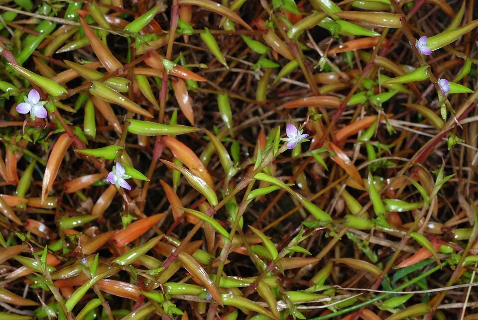 Murdannia keisak