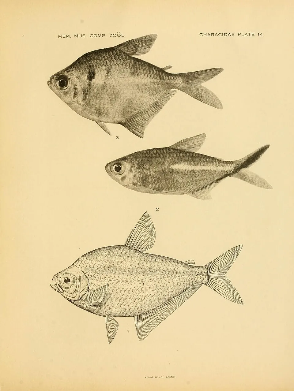 Title: The American Characidae Identifier: americancharacid431ei Year: 1917 (1910s) Authors: Eigenmann, Carl H. , 1863-1927; Myers, George S. (George Sprague), 1905-1985 Subjects: Characidae; Fishes P
