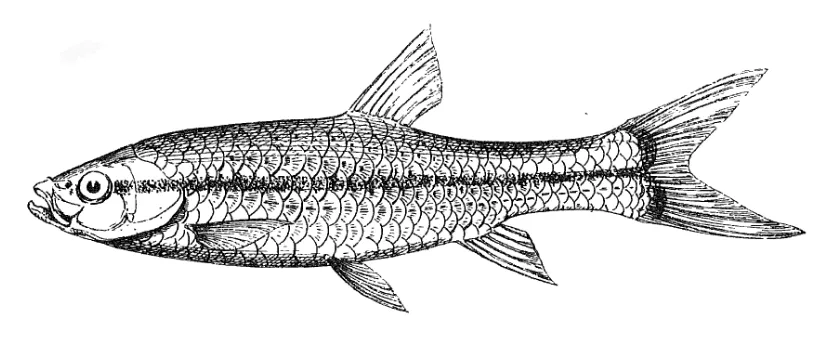 Cá rasbora daniconius, Rasbora daniconius