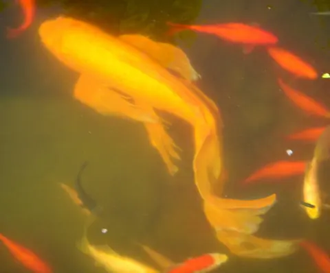 Ikan koi butterfly kuning oranye sirip panjang di kolam
