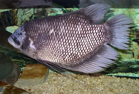 Gurami