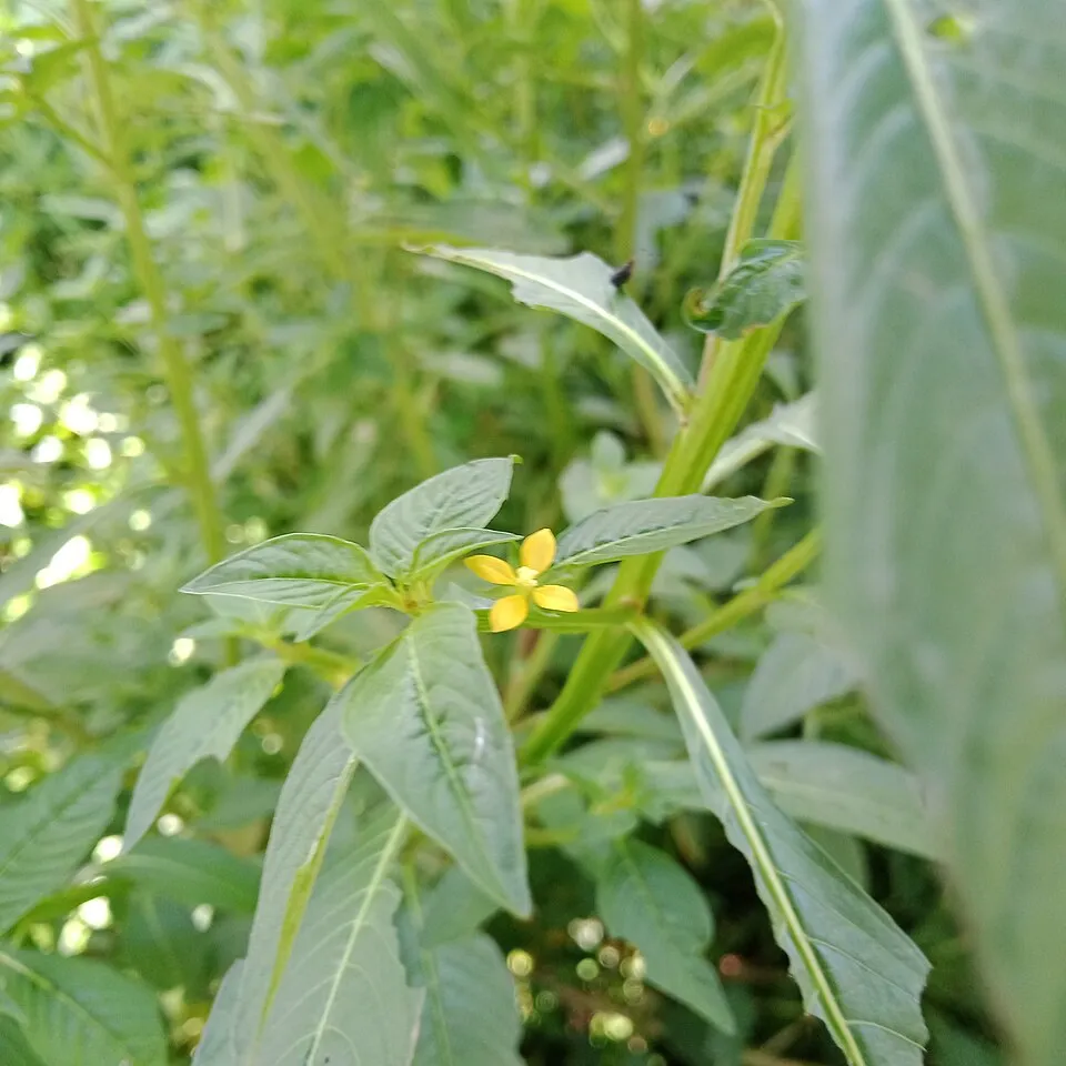 A green weed plant with small yellow star-shaped flowers.