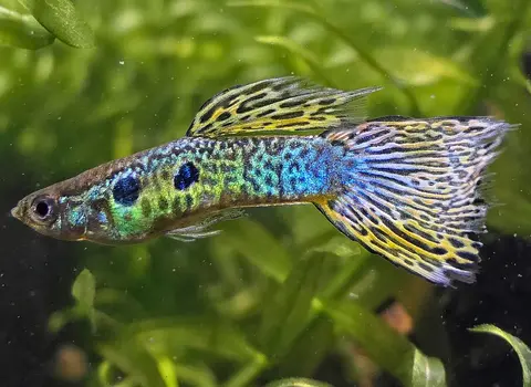 Guppy jantan berbadan hijau dengan ekor bermotif kuning cerah