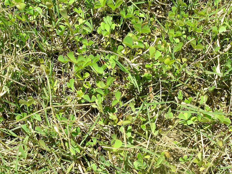 Cỏ ba lá nước Marsilea hirsuta, Marsilea hirsuta
