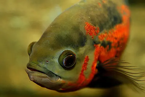 Close-up kepala oscar bintik merah di akuarium