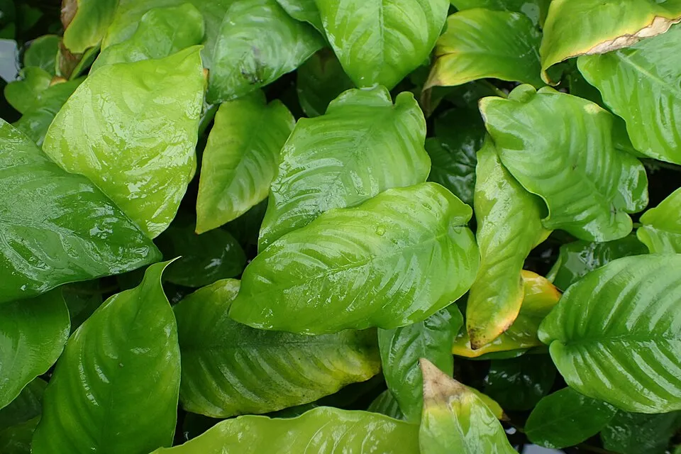 Anubias barteri var. caladiifolia in Wrocław University Botanical Garden