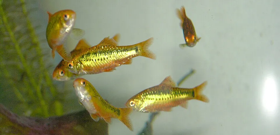 ปลาบาร์บทอง, Barbodes semifasciolatus