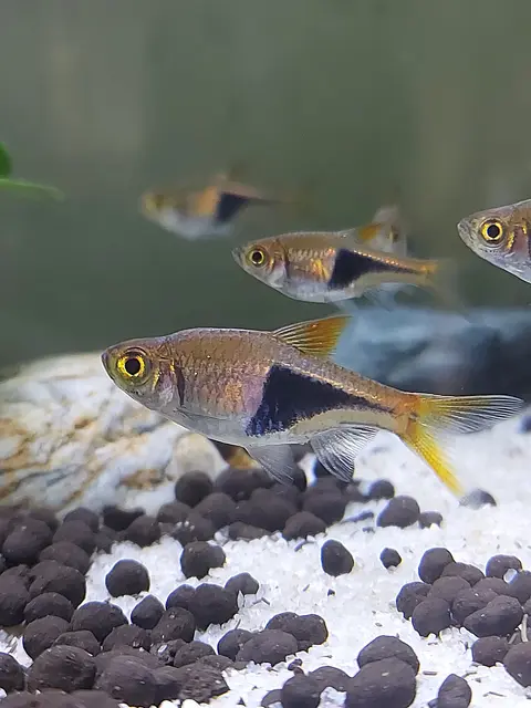 Rasbora Harlequin close-up di akuarium dengan kerikil hitam dan pasir putih