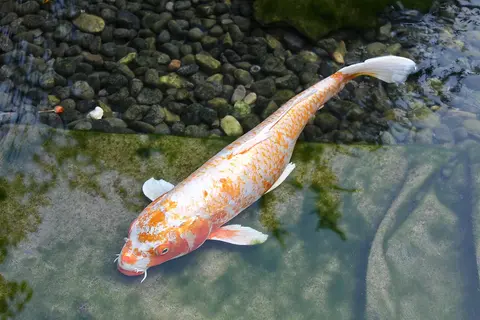 ปลาคาร์ปสีส้มขาวว่ายใกล้ขอบหินในบ่อ