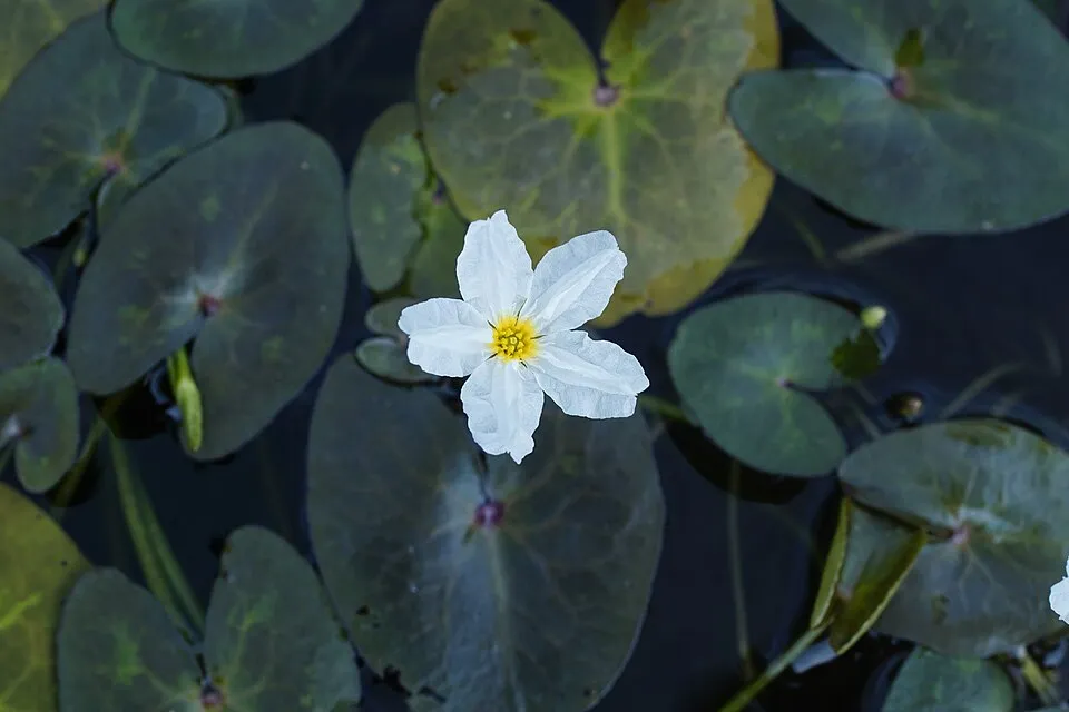Nymphoides hydrophylla @ Malappuram