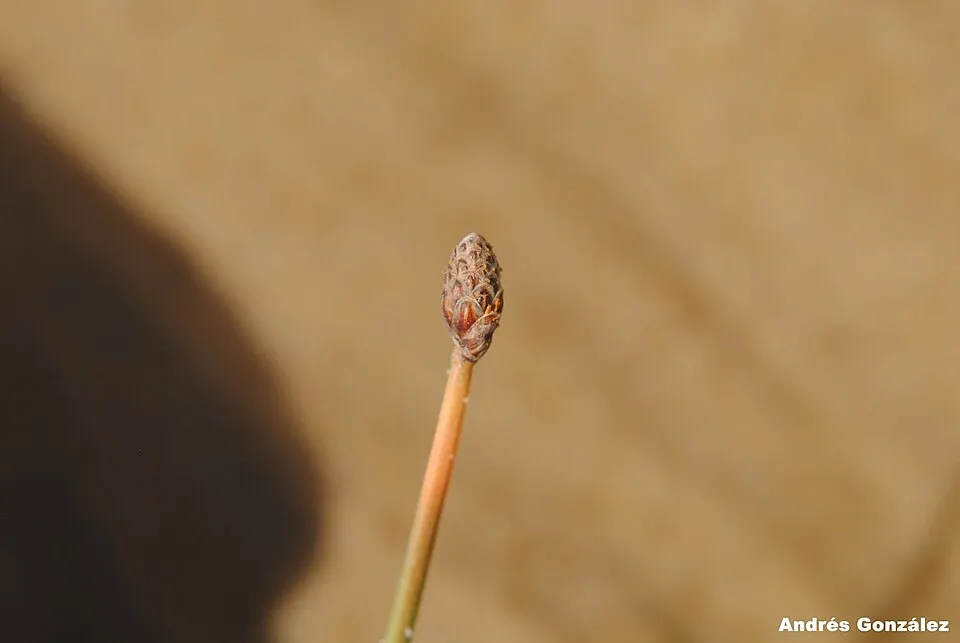 Cỏ tóc tiên Montevideo, Eleocharis montevidensis