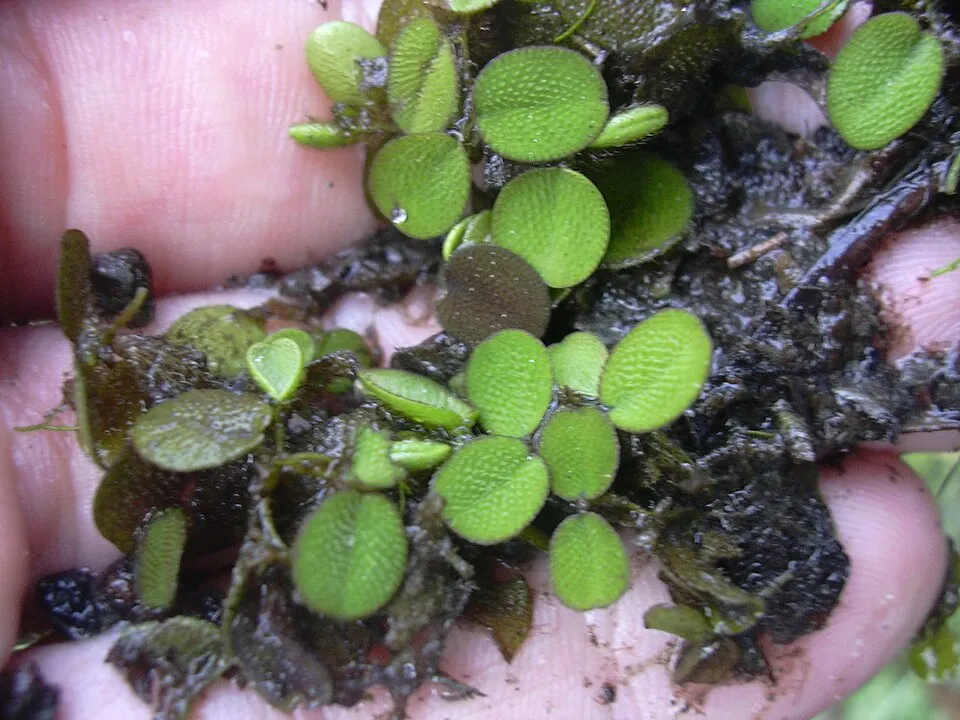 Cây bèo ong nhỏ, Salvinia minima