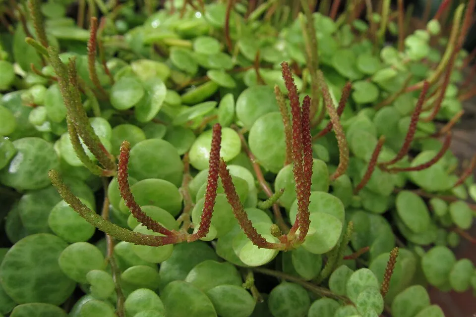 String of Turtles (Peperomia prostrata) growing in Phipps Conservatory, Pittsburgh