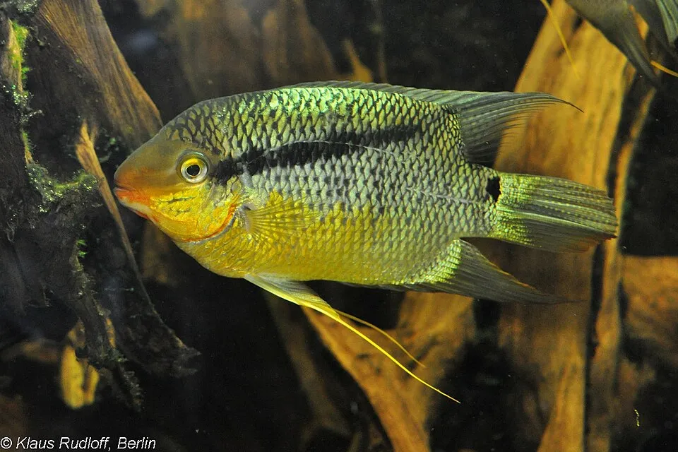 Mesonauta insignis