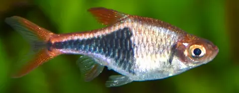 Close-up bercak hitam berbentuk segitiga pada Rasbora Harlequin perak