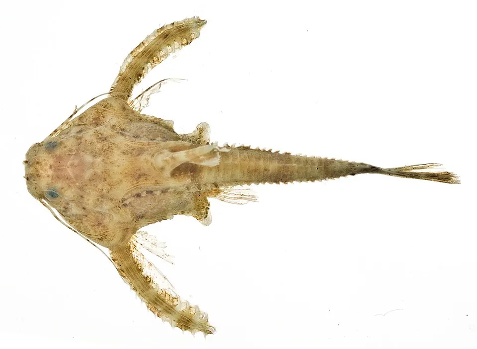 Physopyxis lyra