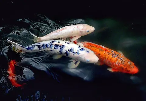 ปลาคาร์ปสีขาว จุดเขียว และส้ม ว่ายในบ่อมืด